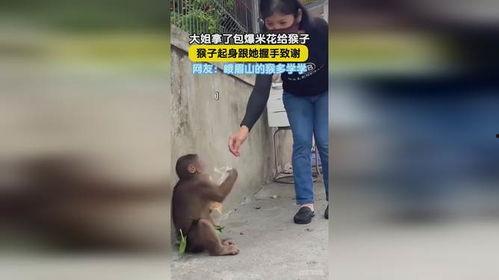 网友爆料瘦猴子视频下载,瘦猴子视频下载攻略大揭秘! 第1张 网友爆料瘦猴子视频下载,瘦猴子视频下载攻略大揭秘! 第1张